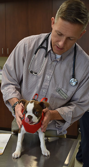 dr-and-small-dog-Animal-Hospital-of-Waynesboro Veterinarian examining a puppy before neuter surgery