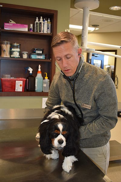 vet-dog-aaha Vet listening to a dog's breathing: AAHA Accredited in Waynesboro